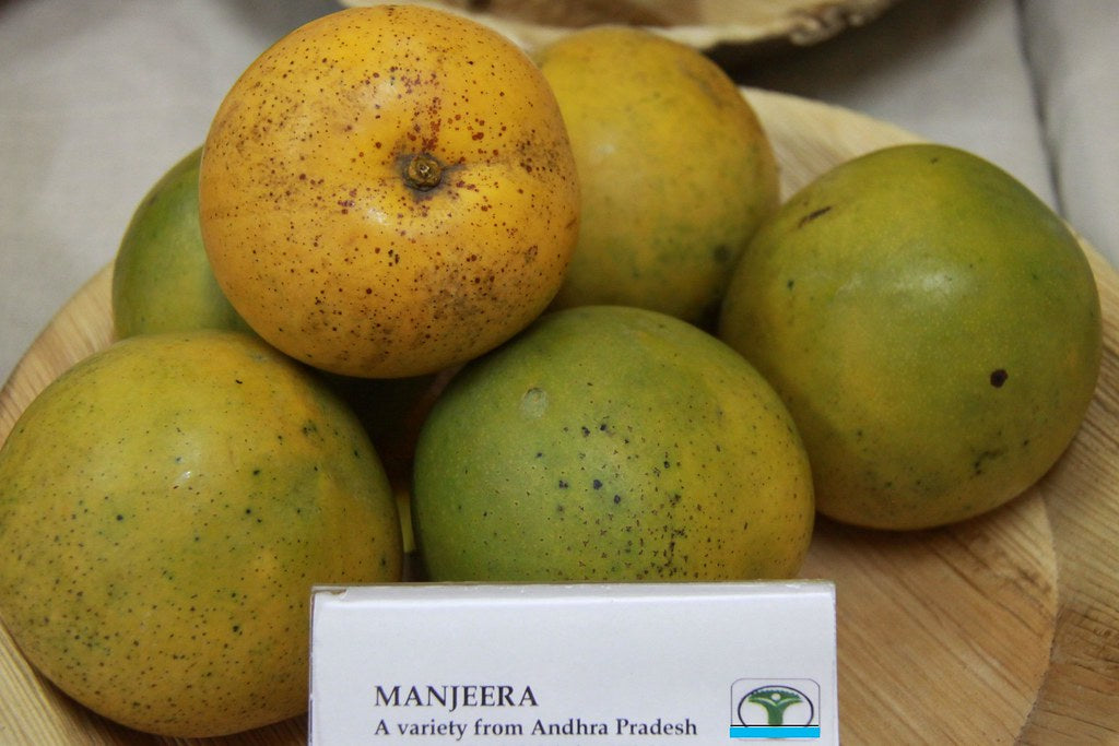 Manjeera Mango Live Plant