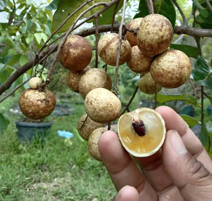 longan seed planting Matalada Longan Live Plant (Dimocarpus longan) – veliyathgardens