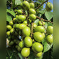 Green Matoa Fruit Plant (Pometia Pinnata)