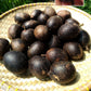 Black Matoa Live Plant (Pometia Pinnata)