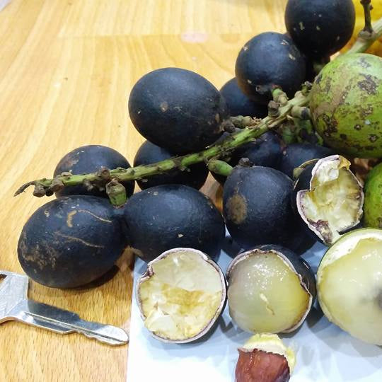 Black Matoa Live Plant (Pometia Pinnata)