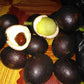 Black Matoa Live Plant (Pometia Pinnata)
