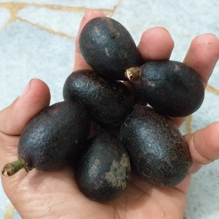 Black Matoa Live Plant (Pometia Pinnata)