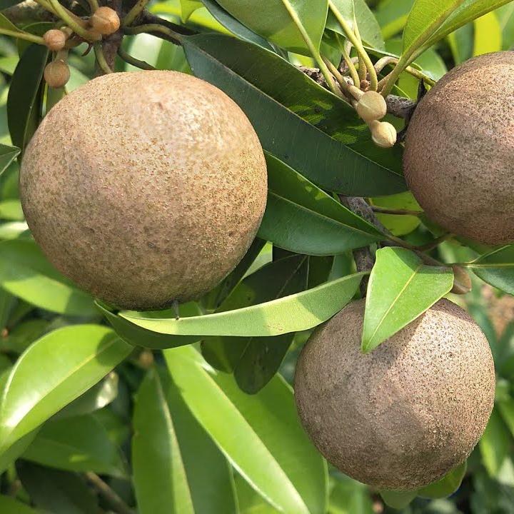 Chikku Sapote Fruit Plant ( Manilkara Zapota)