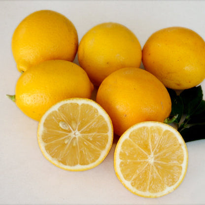 Meyer Lemon Live Plant (Citrus × meyeri)