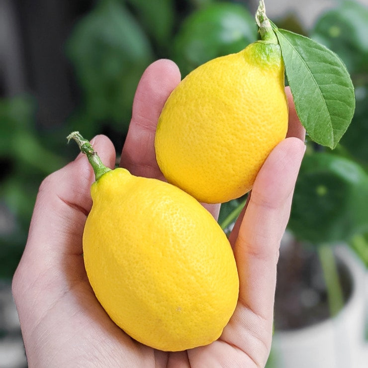 Meyer Lemon Live Plant (Citrus × meyeri)