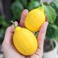 Meyer Lemon Live Plant (Citrus × meyeri)