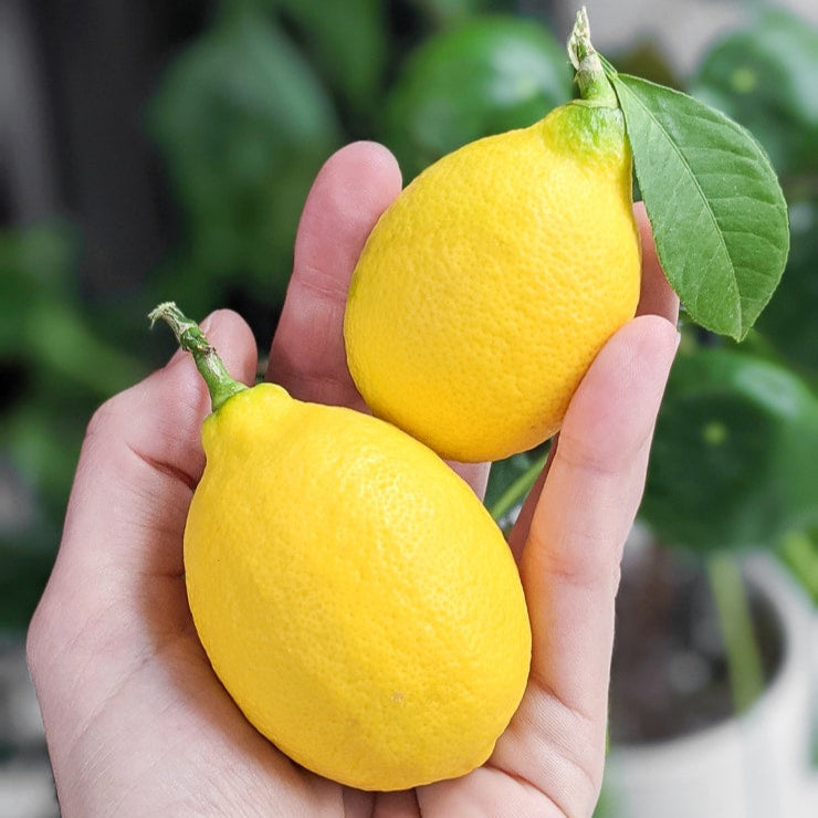 Meyer Lemon Live Plant (Citrus × meyeri)