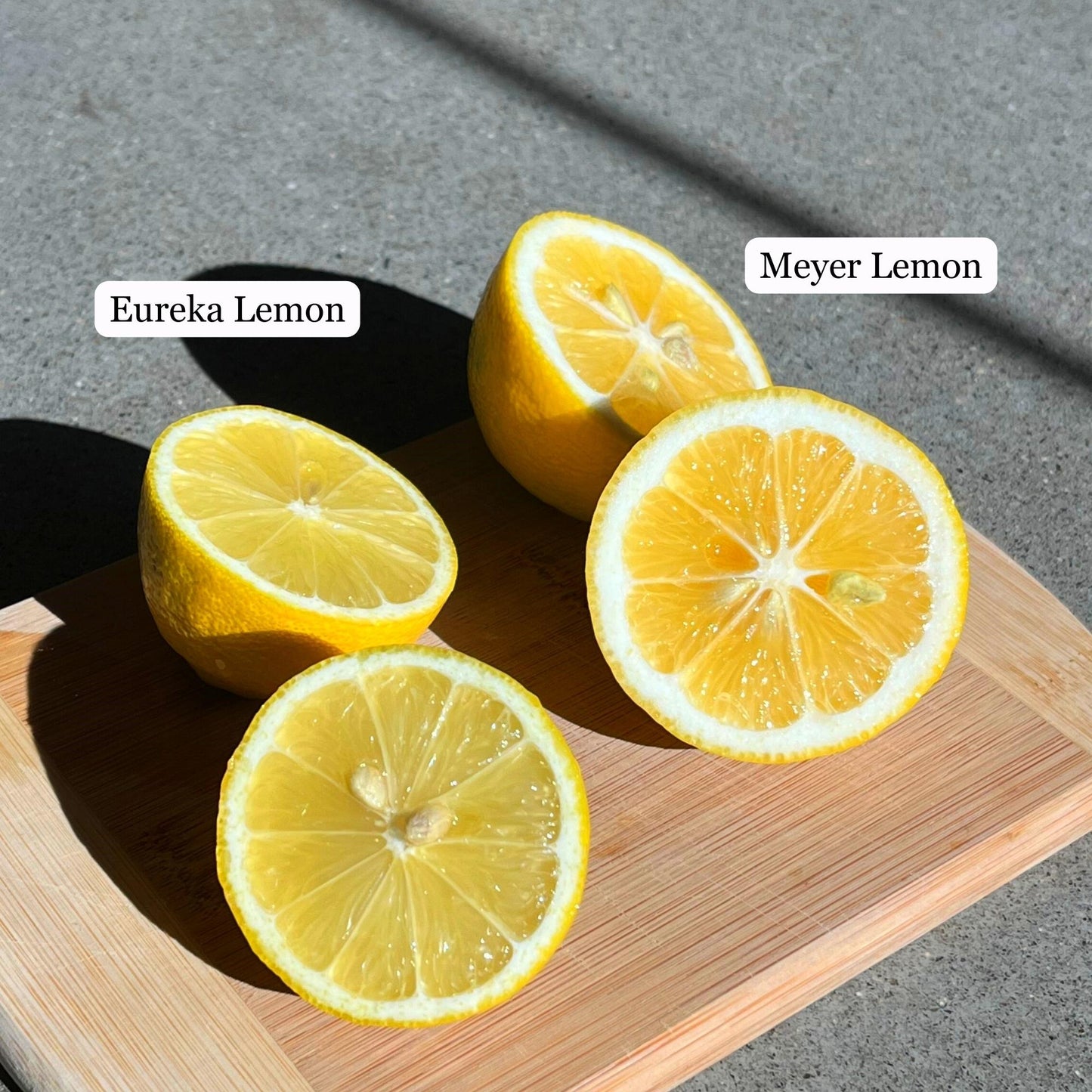 Meyer Lemon Live Plant (Citrus × meyeri)