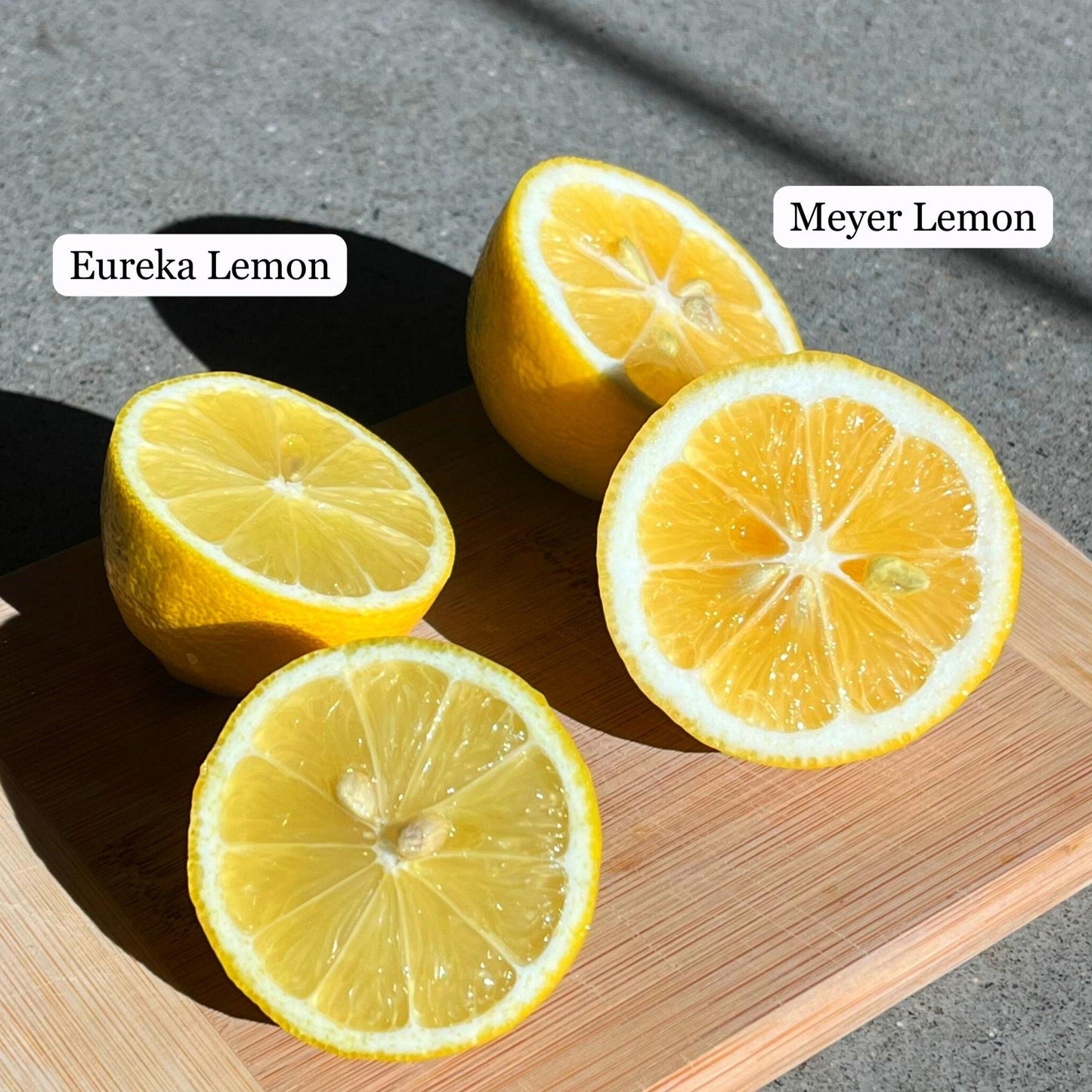 Meyer Lemon Live Plant (Citrus × meyeri)