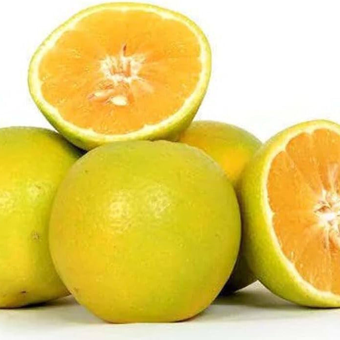 Misorio Malta Orange Fruit Plant (Citrus sinensis)