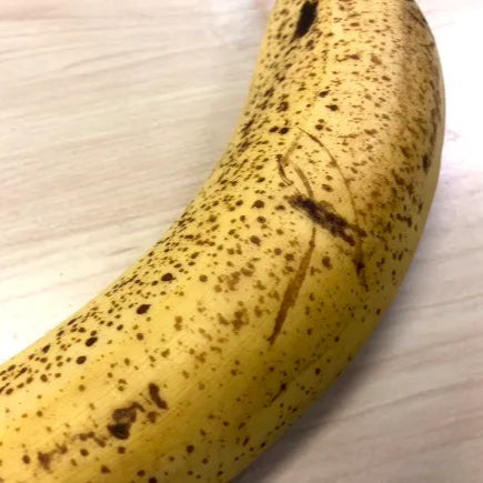 Japanese Mongee Banana (Musa sp)