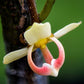 Mitrophora monocarpa Live  Plant