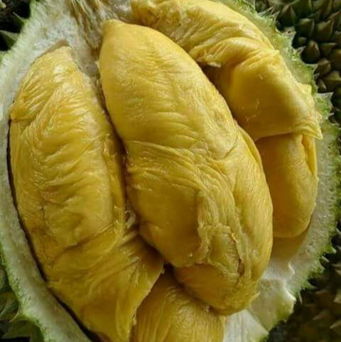 Monthong durian Live Plants