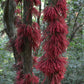 Mooty Fruit Plant (Baccaurea Courtallensis)