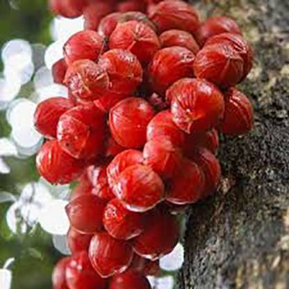 Mooty Fruit Plant (Baccaurea Courtallensis)