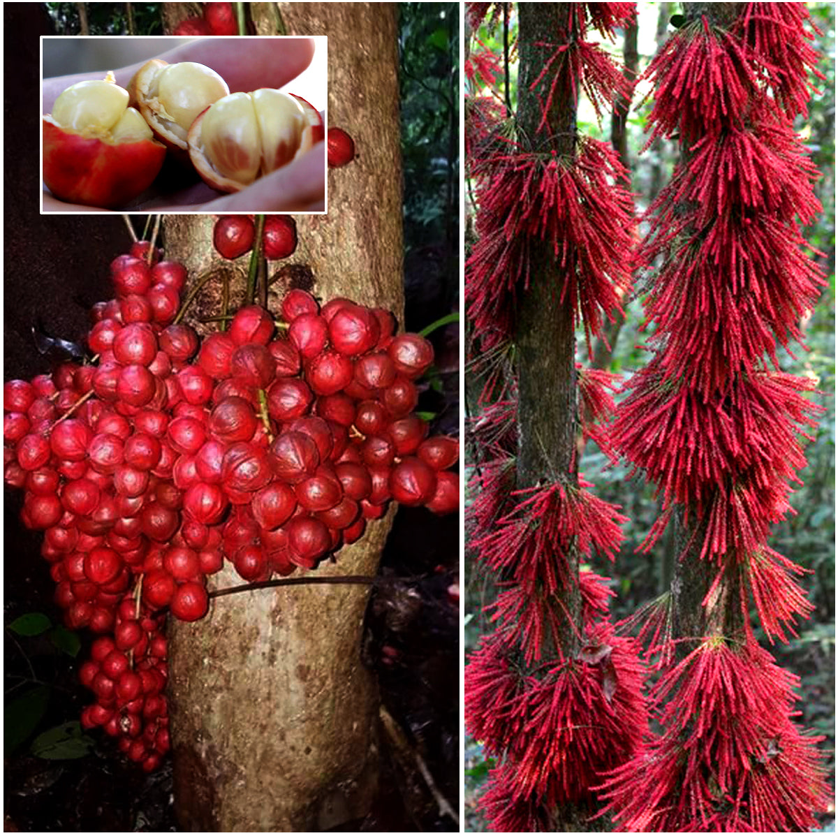 Mooty Fruit Plant (Baccaurea Courtallensis)