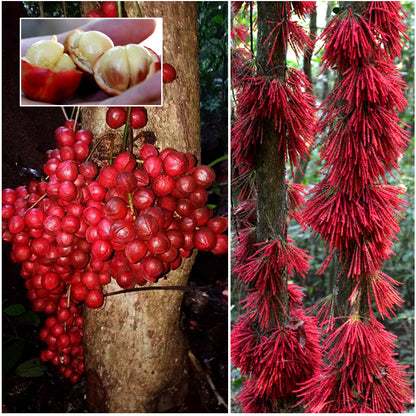 Mooty Fruit Plant (Baccaurea Courtallensis)