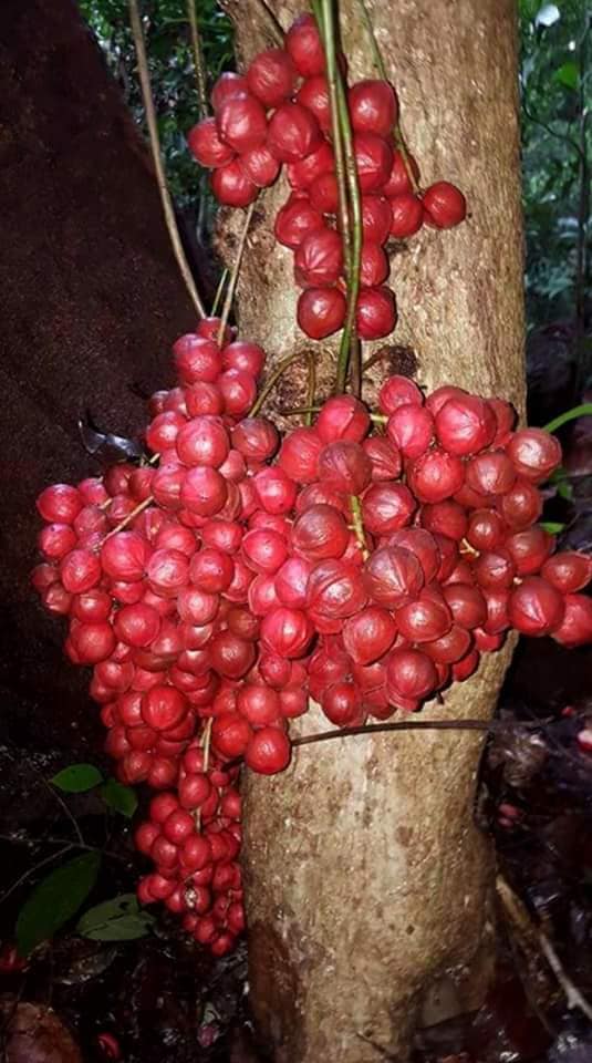 Mooty Fruit Plant (Baccaurea Courtallensis)