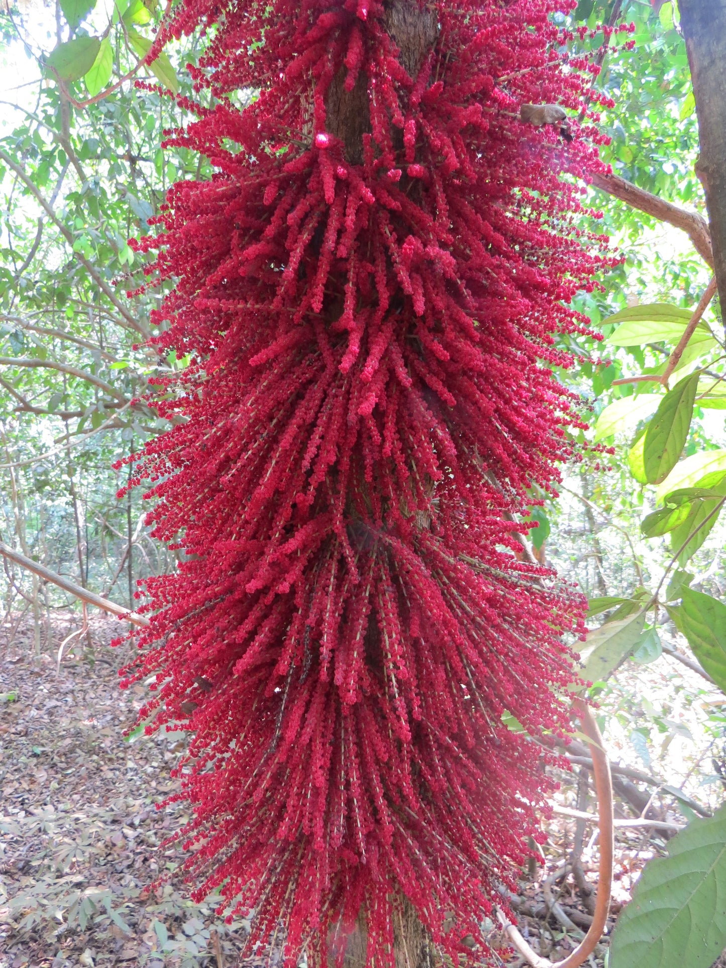 Mooty Fruit Plant (Baccaurea Courtallensis)