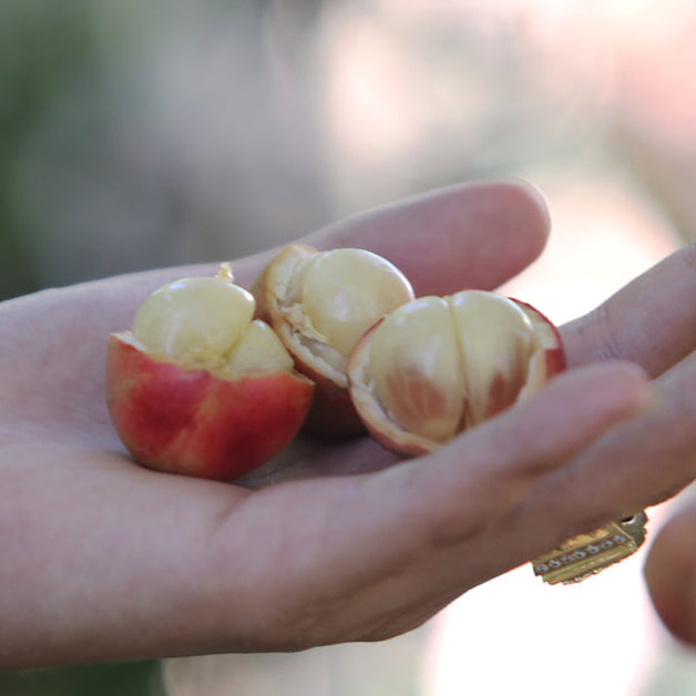 Mooty Fruit Plant (Baccaurea Courtallensis)