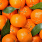 Morocco Orange Fruit Plant (Citrus × sinensis)