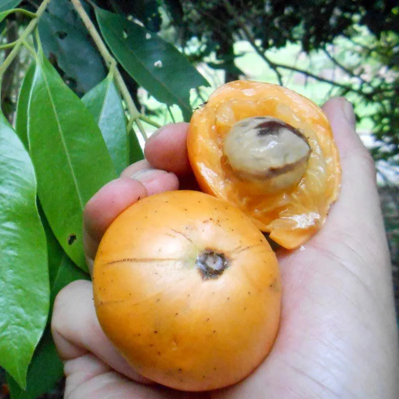 Cambuca Fruit Fruit Plants ( Plinia Edulis )