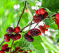 Mulberry (Morus spp)