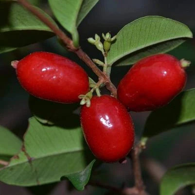 Mystery Fruit Plant (Syzygium sp)