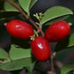 Mystery Fruit Plant (Syzygium sp)