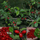 Mystery Fruit Plant (Syzygium sp)