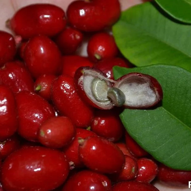Mystery Fruit Plant (Syzygium sp)