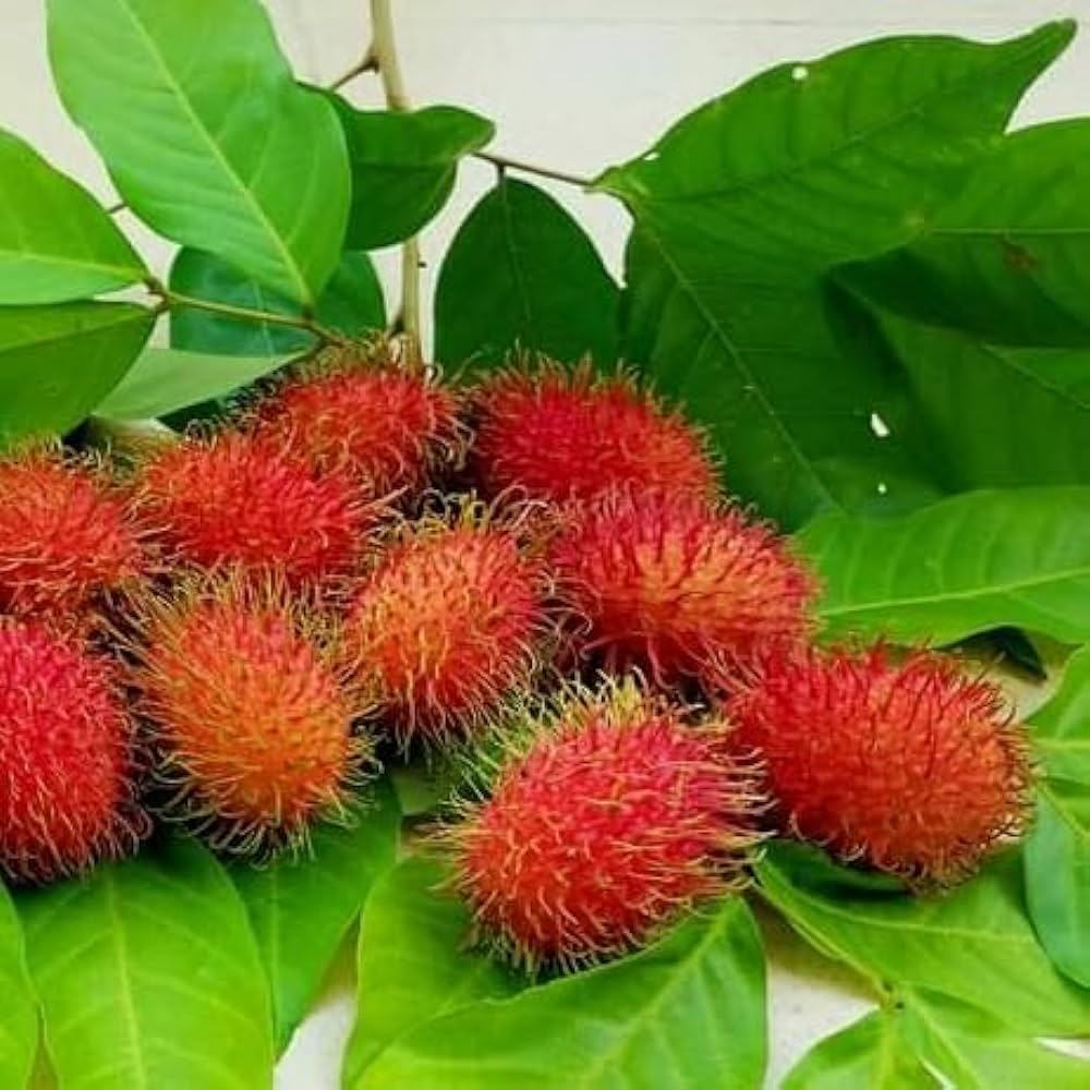 N18 Rambutan Live Plants (Red)