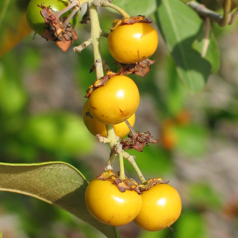 Yellow Nance Fruit Plants (Byrsonima Crassifolia)