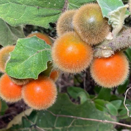 Coconilla Fruit Plant (Solanum stramoniifolium)