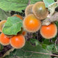 Coconilla Fruit Plant (Solanum stramoniifolium)