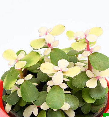 rainbow jade plant Rainbow Bush Jade Plant – veliyathgardens