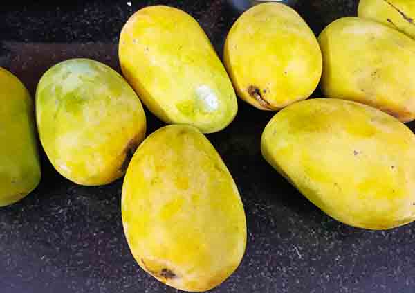 Pedda Rasalu Mango Live Plant (Mangifera indica)