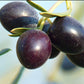 Olive Live Plant (Olea europaea)