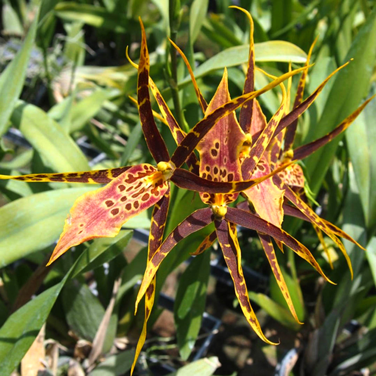 Oncidium Shelob Orchid Live Plant