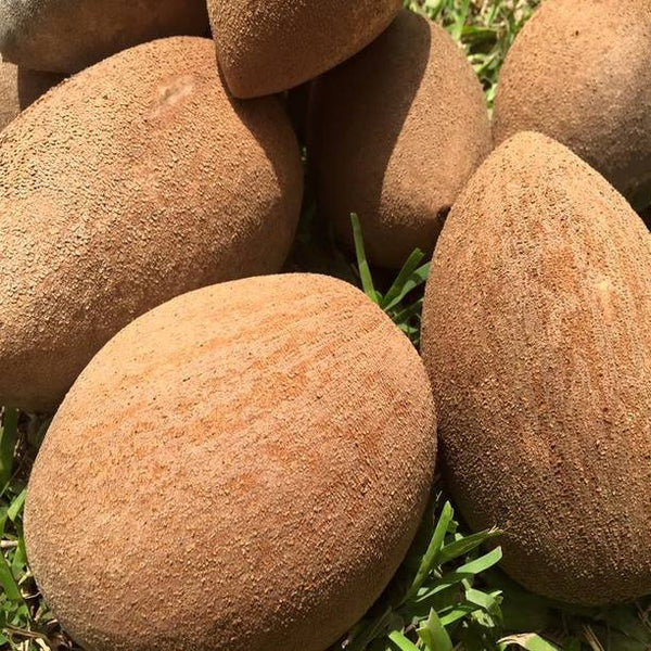 Mamey Sapote Pantine Plants  ( Pouteria Sapota)