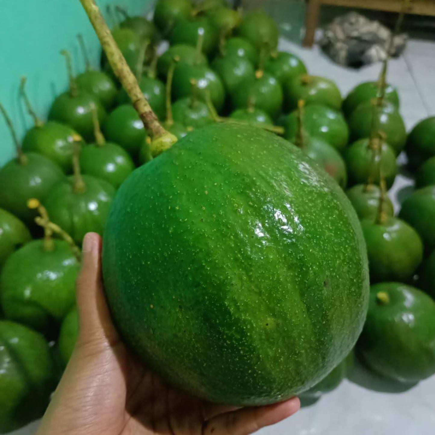 Kendil Avocado Live Plant (Persea americana)