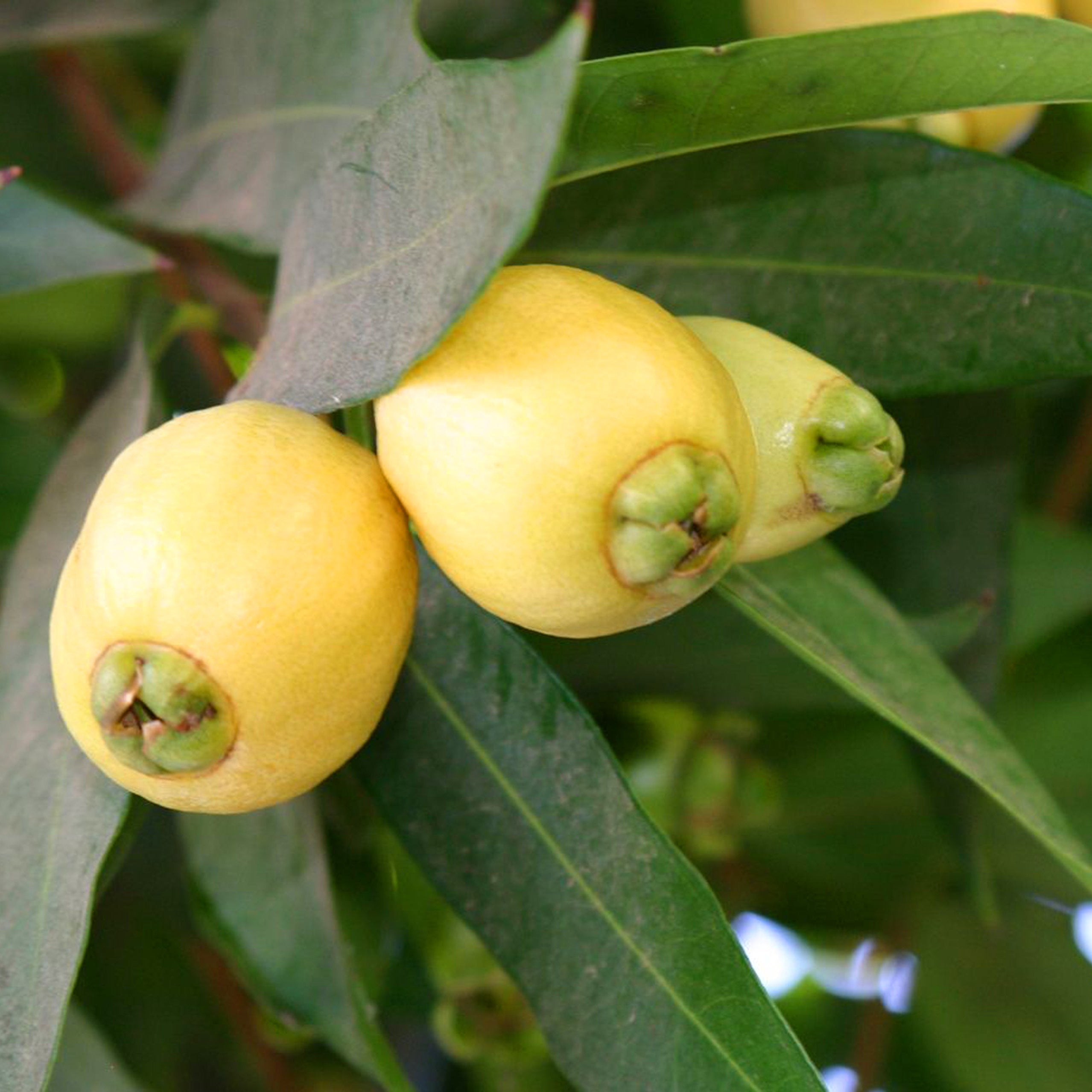 Rose Apple Live Plants (Syzygium Jambos)