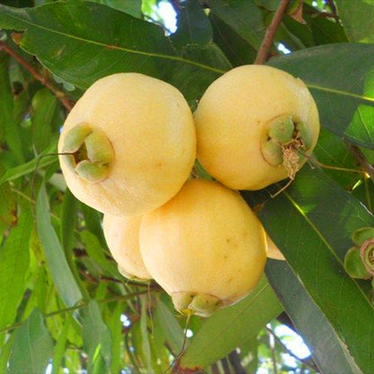 Rose Apple Live Plants (Syzygium Jambos)