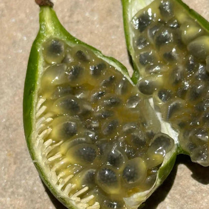 Passiflora silvestris Live Plant