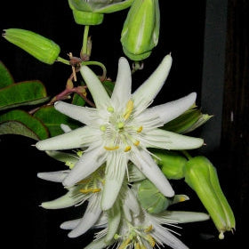 Passiflora silvestris Live Plant