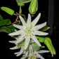 Passiflora silvestris Live Plant