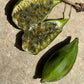 Passiflora silvestris Live Plant