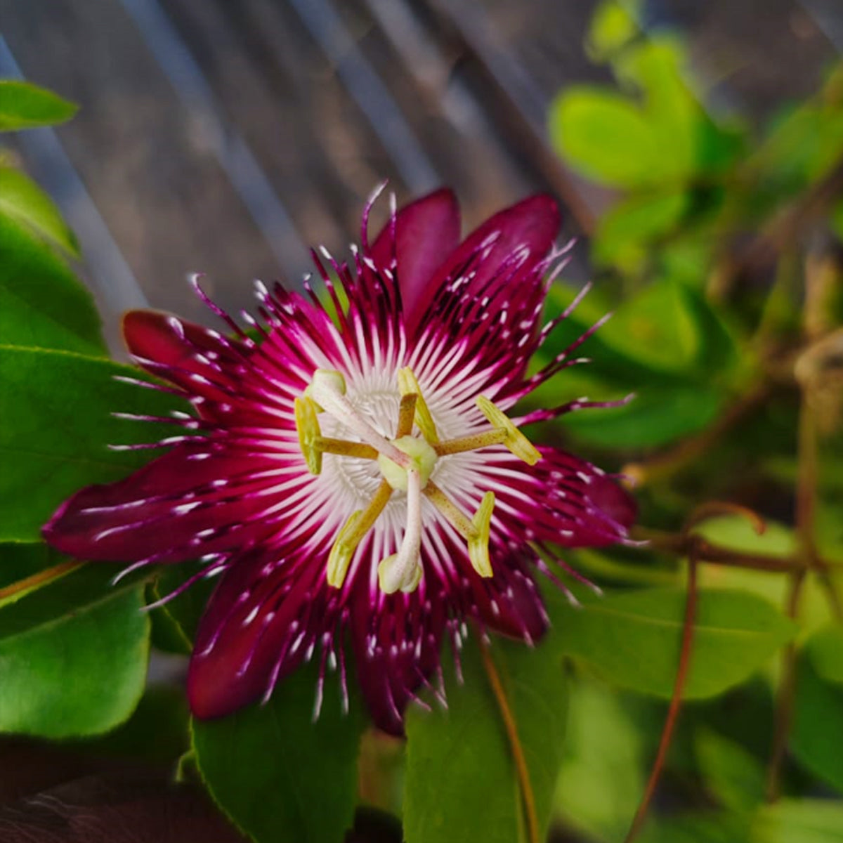 Passion Flower Live Plant (Passiflora sp)