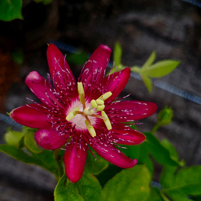 Passion Flower Live Plant (Passiflora sp)